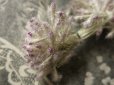 画像2: アンティーク  ペップ コサージュ用の花芯  (2)