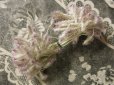 画像1: アンティーク  ペップ コサージュ用の花芯  (1)