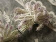 画像3: アンティーク  ペップ コサージュ用の花芯  (3)
