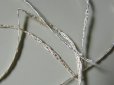 画像2: 19世紀末 アンティーク 金糸の編み込み シルク製トリム 9.3m (2)