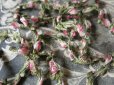 画像4: 19世紀末　アンティーク シルク製 薔薇のロココトリム  1.05m  (4)