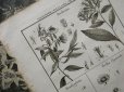 画像1: 18世紀 アンティーク 自然植物史の版画 PL 677 (1)